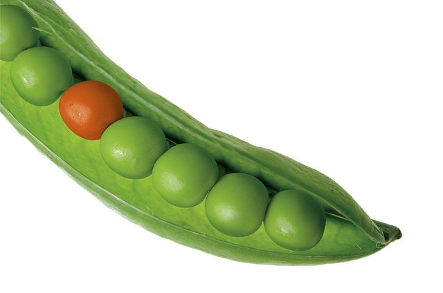 Week 13 Pregnancy- Baby Size of A Peapod