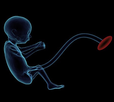 Week 8 Pregnancy